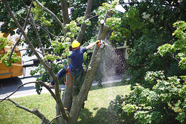 How Our Tree Care Process Works  in  Inman, SC